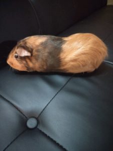 Social guinea needs new loving forever home.