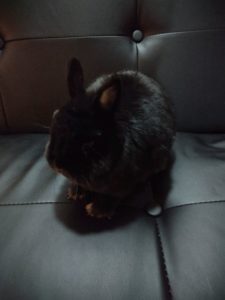 Choosy but cuddly bunny needs new loving forever home.