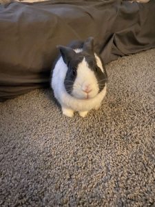 Bunny - Lenny