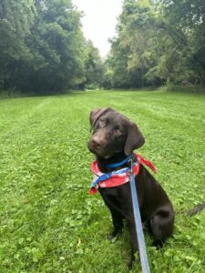 7-Month-Old Chocolate Lab