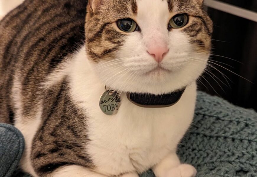 Toby: sweet and cuddly with cats and adults!