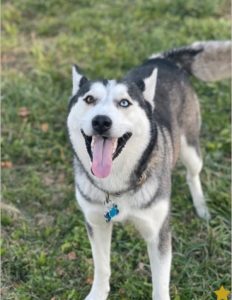 A very energetic Siberian husky looking for her forever home.