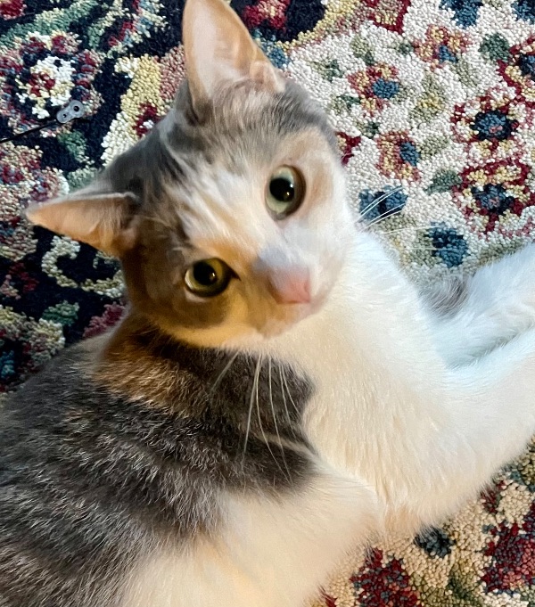 Zazi- Petite Calico