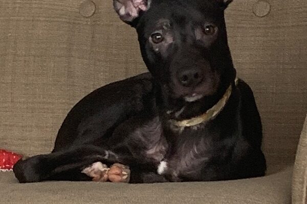An affectionate athlete is looking for a Forever Home.