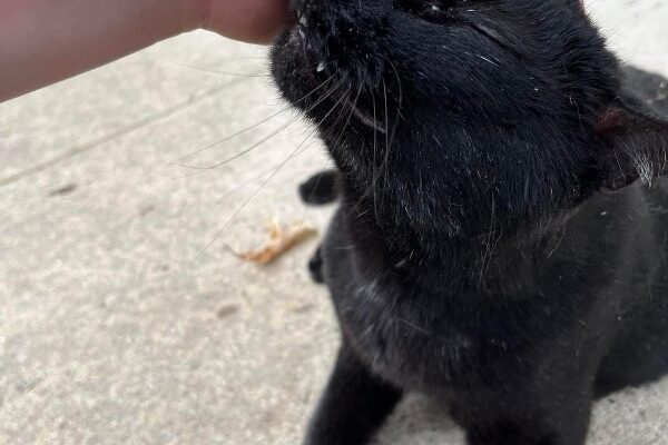 Senior cat seeking forever lap to call his own!