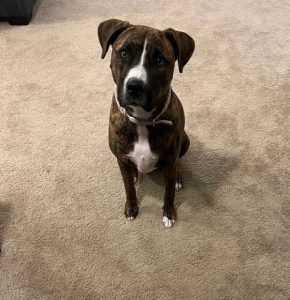 Lizzy needs a loving home!