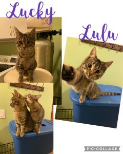 Abandoned kittens- Lucky and Lulu- are ready for their new home!