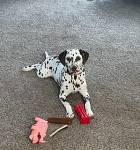 Loving Dalmatian Needs a New Home