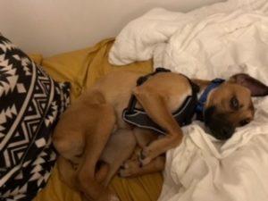 Puerto Rican Street Puppy Gets a New Chance at Life
