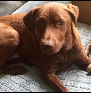 Moose the Big Lover and Cuddle Bug