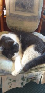 Your purr-fect best friend!