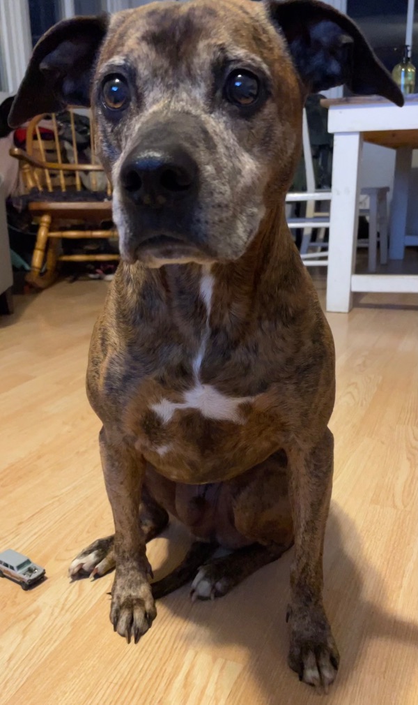 Rehome for Older Dog