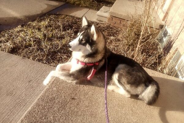 Sweet, Cuddly, Husky/Malamute Pup for Dog/Kid Home