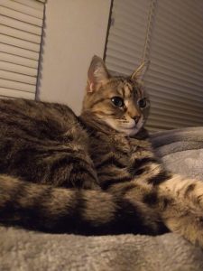 Merry Cat Wants to Cuddle and Play