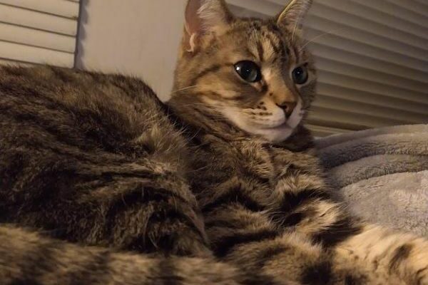 Merry Cat Wants to Cuddle and Play