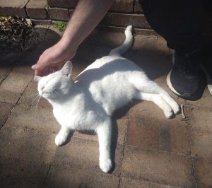 Comet Cat Needs Home to Roam