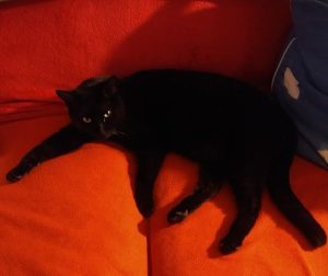 Vocal Thunder Cat Needs Home