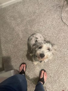 Dwight, 10-month-old Mini Sheepadoodle