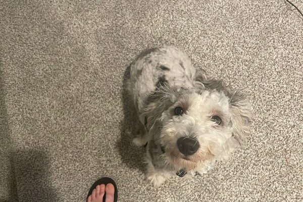 Dwight, 10-month-old Mini Sheepadoodle