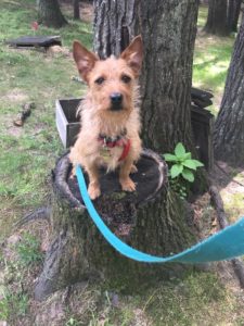 I need a home ASAP!