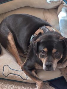 Loving Dog