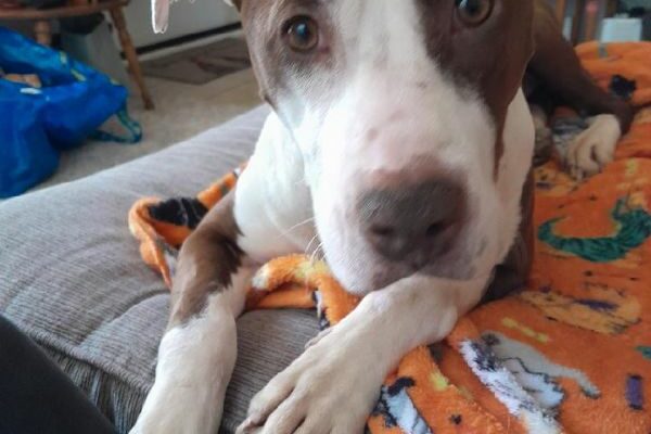 Rosie is ready to be your snuggle bug!