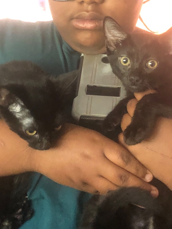 Cats Need a Good Home