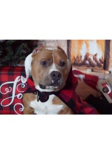 Awesome Companion and Best Friend Needs a Forever Home