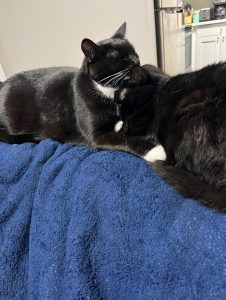 Brothers Need a New Home