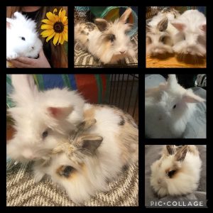 2 Lionhead Bunnies