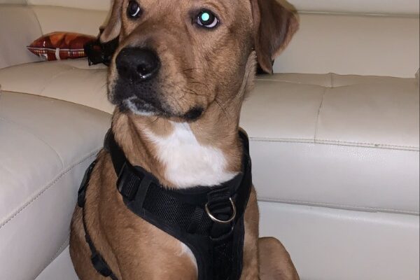 Lab Mix Pit
