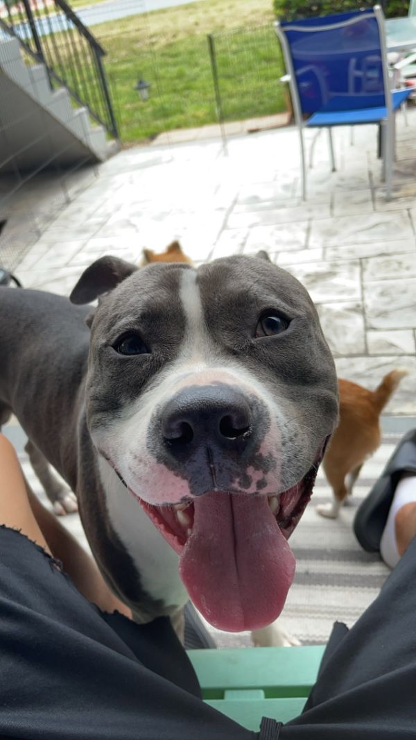 Big Dog with a Big Heart Needs a Loving Family