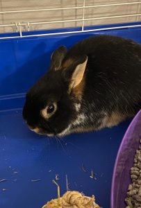 Please give me (Remi) a chance :)