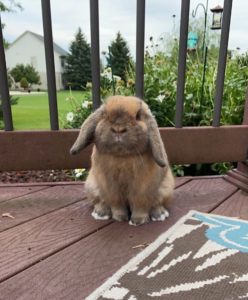 Young Rabbit Needs a New Home