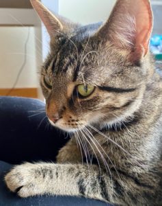 Lucy needs a new lap to snuggle on...