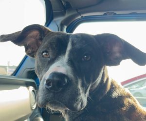 Stella - Boxer Mix