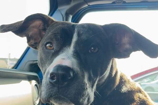 Stella – Boxer Mix