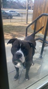 Very loved dog is in need of new home.