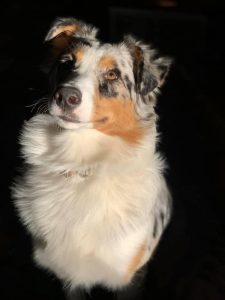 Purebred Australian Shepherd