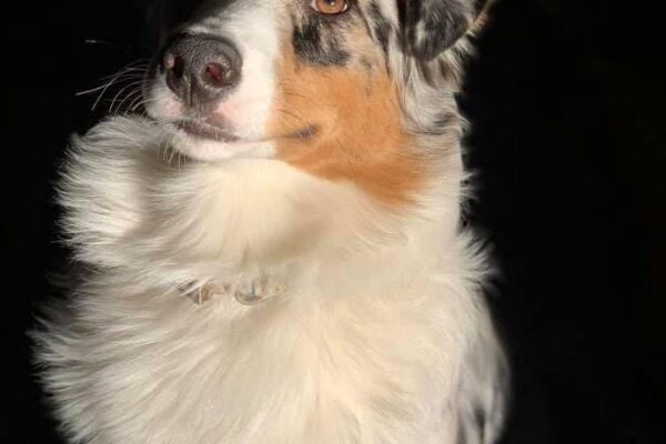 Purebred Australian Shepherd