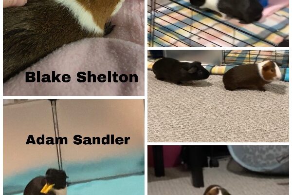 Guinea pigs (bonded pair) in need of a new home!