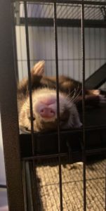 Kodiak- Ferret