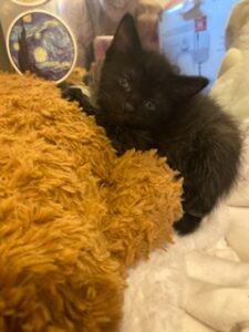 4 beautiful black kittens need rehomed.