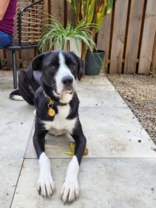 Border Collie Mix Needing New Home