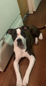 5-Month-Old Puppy