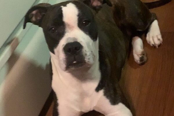 5-Month-Old Puppy