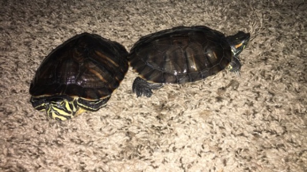 2 Turtles