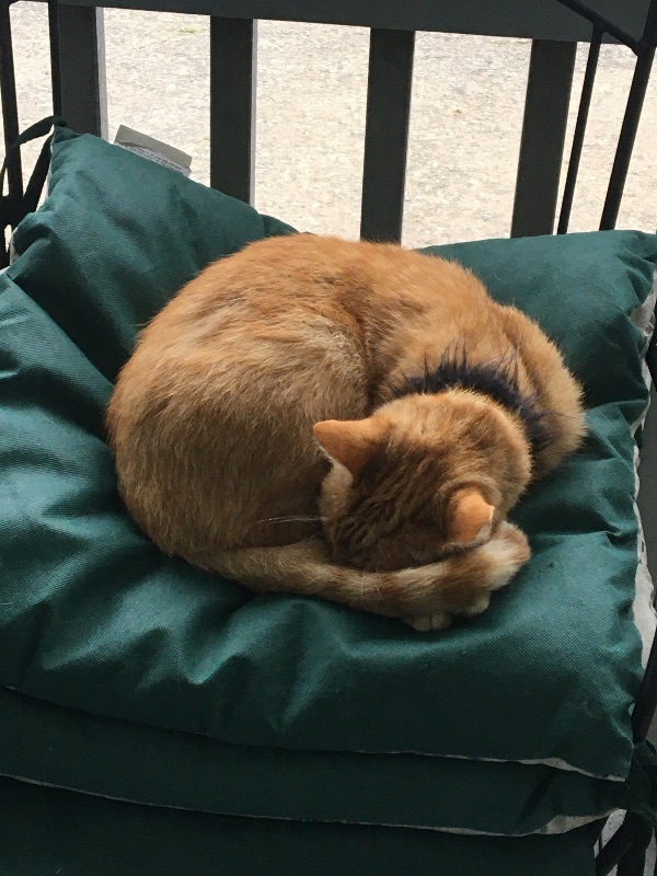 Thor- the tabby with thunderous purrs!