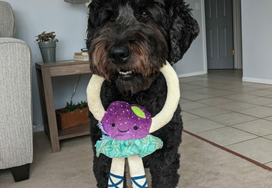 Easy, loving dog looking for new home