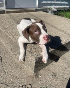 Ghost the Pitbull